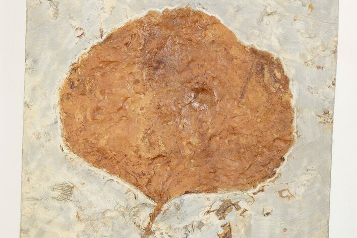 Fossil Leaf (Zizyphoides) - Montana #203346